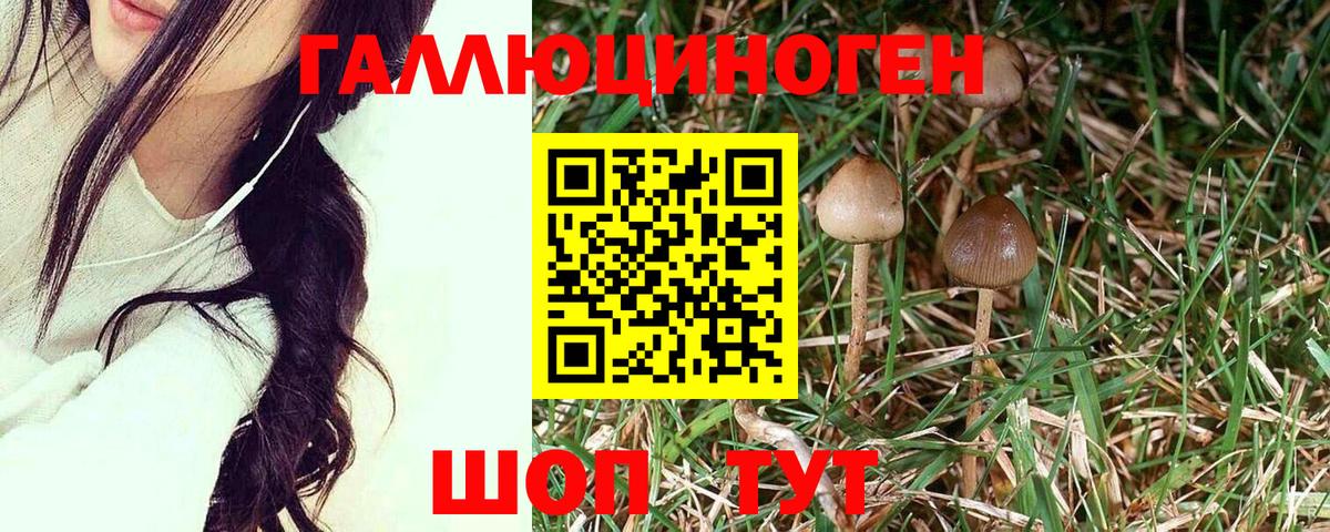 Шуя  Галлюциногенные грибы мухоморы  Псилоцибиновые грибы Cubensis  Вход с VPN 